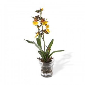 Arranjo floral orquidea mini oncidium, R$ 89,00